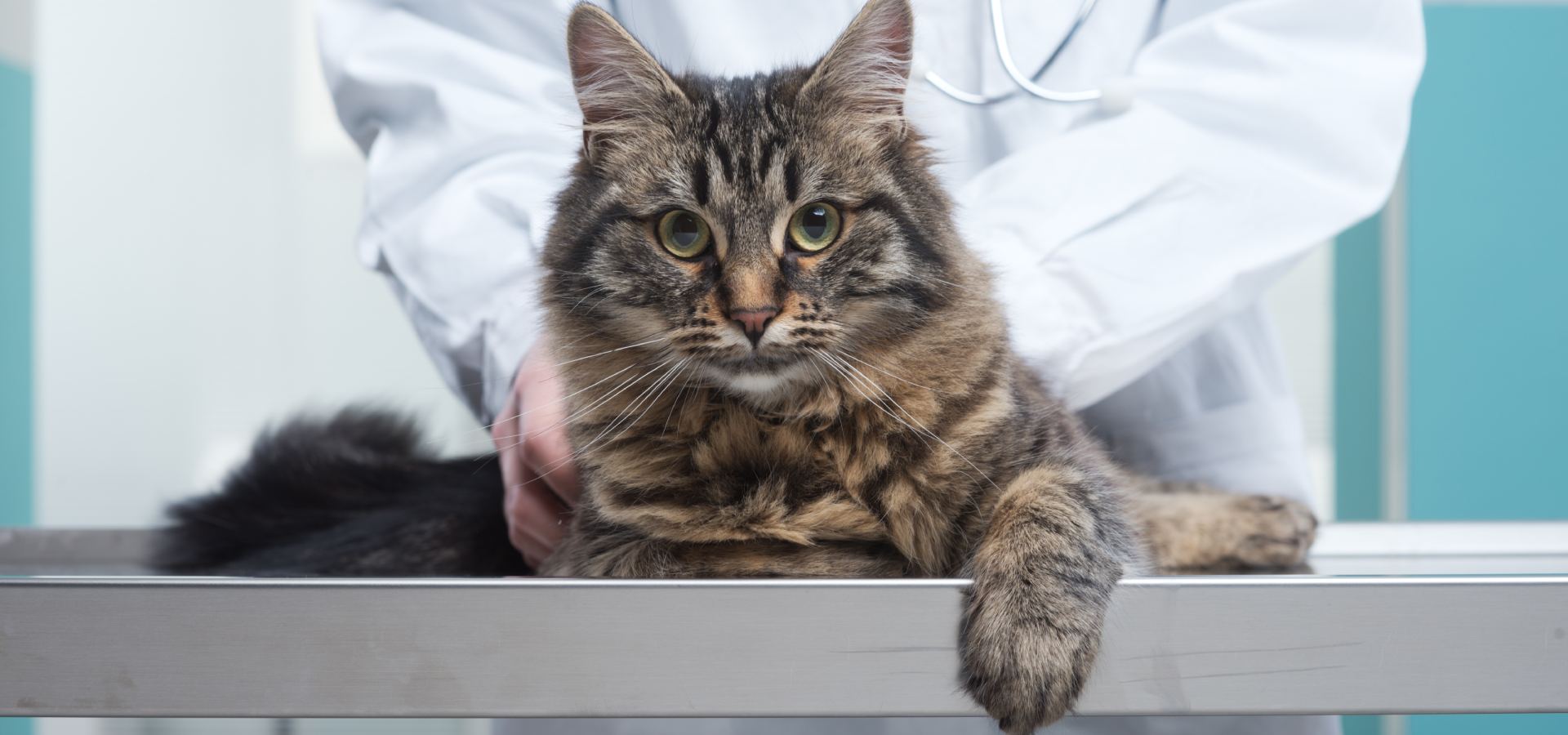 Millville, NJ Veterinary Jobs Animal Hospital Of Millville