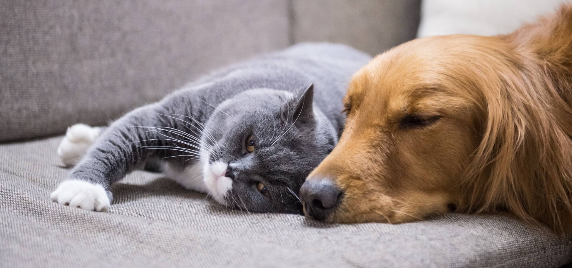 Millville, NJ Vet Services Animal Hospital Of Millville